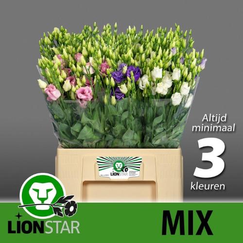 Eustoma russellianum gevuldbloemig gemengd in fust