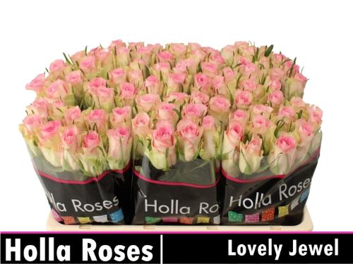 Rosa grootbloemig De Ruiter's Lovely Jewel