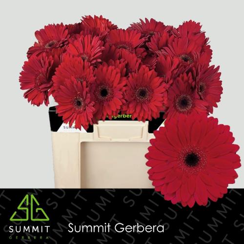 Gerbera grootbloemig Barones