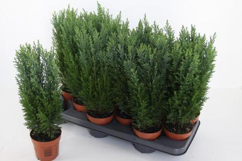 Chamaecyparis lawsoniana 'Ellwoodii'