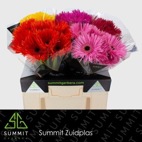 Gerbera grootbloemig spinbloemig gemengd