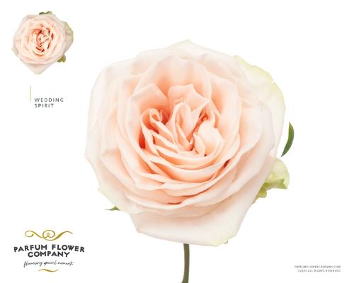 Rosa grootbloemig Country Spirit Wedding