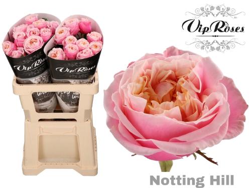 Rosa grootbloemig Notting Hill