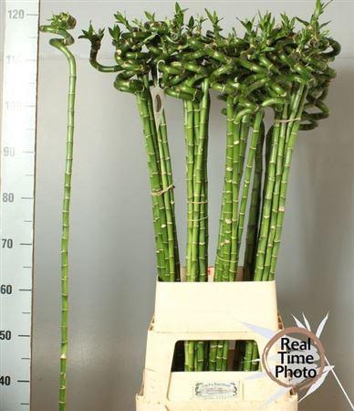 Dracaena sanderiana Lucky Bamboo
