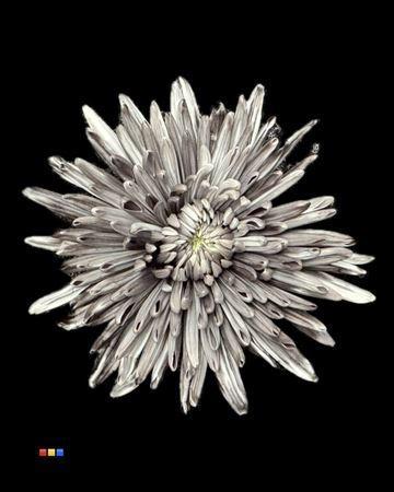 Chrysanthemum (Indicum Grp) geplozen Topspin kleurbehandeld H%