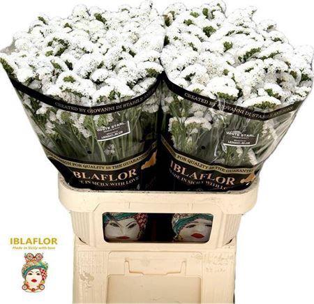 Limonium sinuatum White Starlight Wings