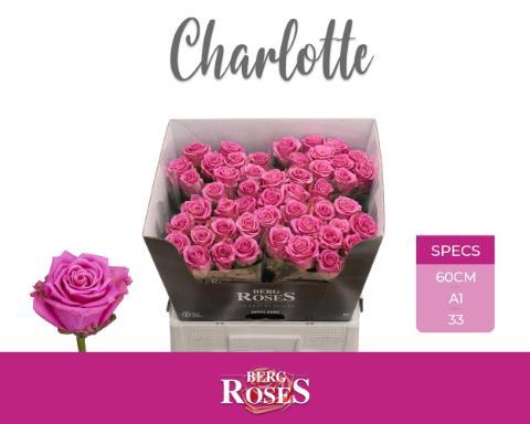 Rosa grootbloemig Tantau’s Charlotte