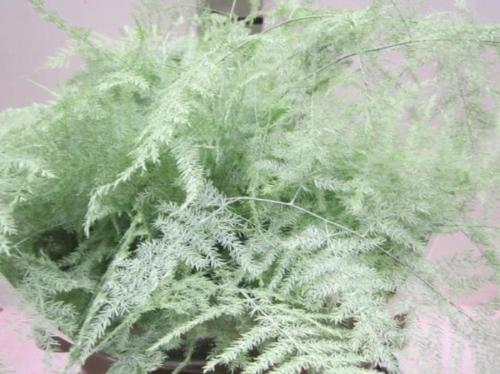 Asparagus overig kleurbehandeld H%
