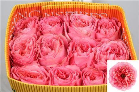 Rosa grootbloemig Candy X-Pression