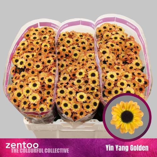 Chrysanthemum (Indicum Grp) tros santini Yin Yang Golden