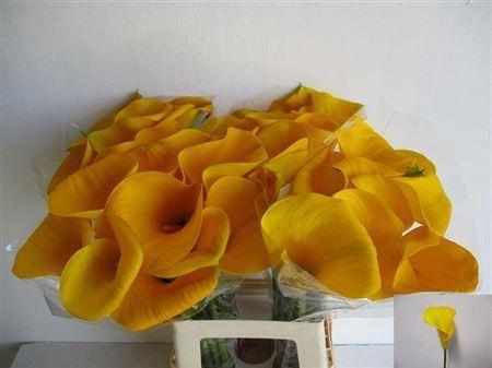 Zantedeschia 'Goldcup'