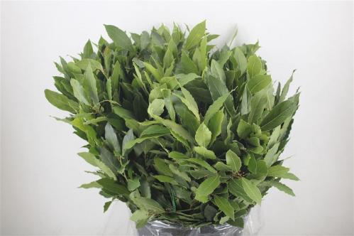 Prunus (blad) laurocerasus