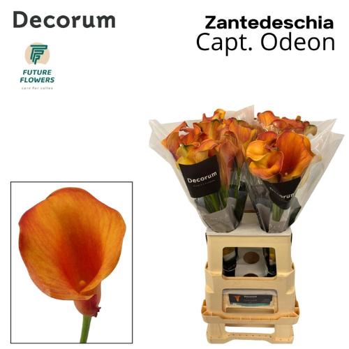 Zantedeschia 'Captain Odeon'