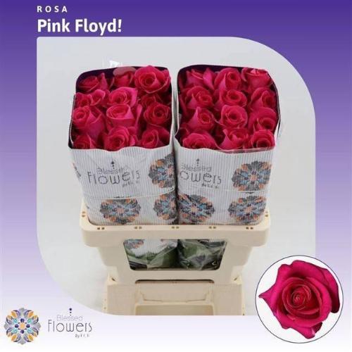 Rosa grootbloemig Pink Floyd!