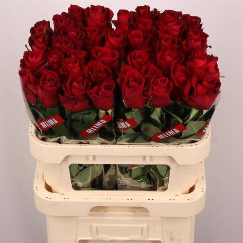 Rosa grootbloemig Ever Red