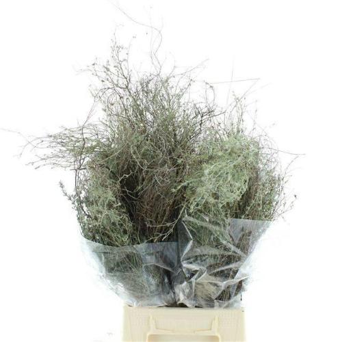 Decoratiegroen overig per bos