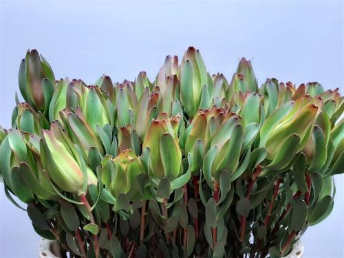 Leucadendron 'Laurel Yellow'