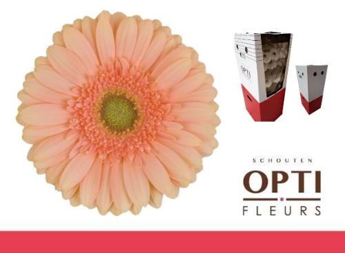 Gerbera grootbloemig Pre - Extase