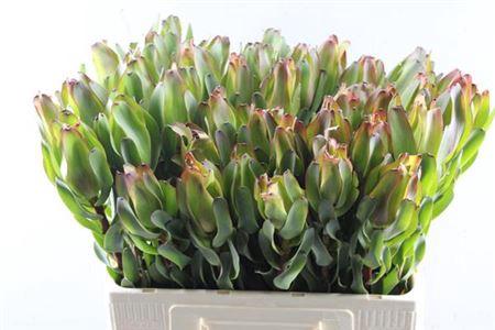 Leucadendron 'Laurel Yellow'