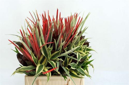 Dracaena sanderiana