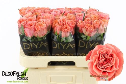 Rosa grootbloemig Blushing Reeva