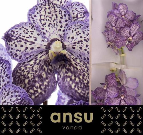 Vanda Sunanda Lilac Starlight