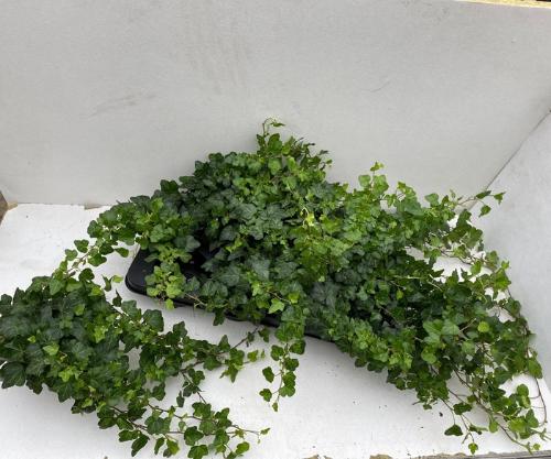 Hedera helix 'Wonder'