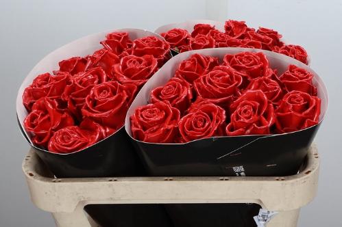 Rosa grootbloemig gewaxt H%