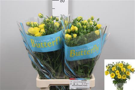Ranunculus Butterfly Phytalos