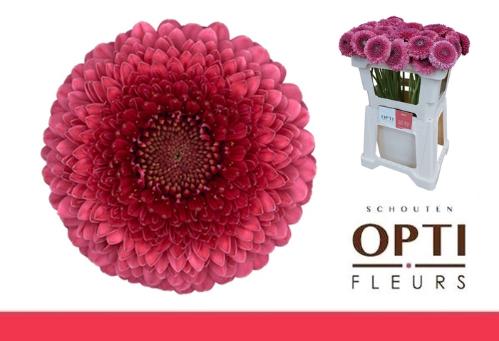 Gerbera mini bolvormig Pomponi Gonzo