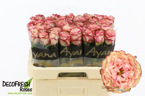 Rosa grootbloemig Country Spirit Candy