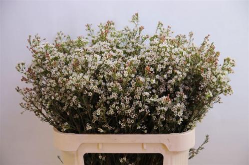 Chamelaucium 'Blondie'