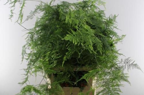 Asparagus setaceus overig