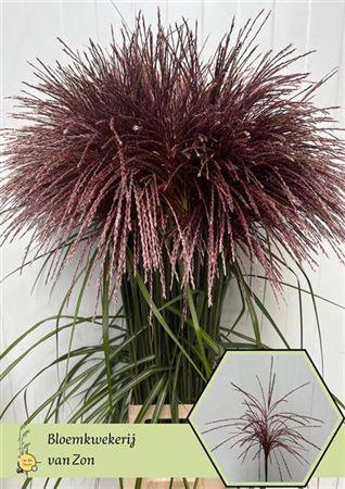 Miscanthus 'Rotfeder'