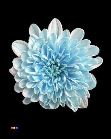 Chrysanthemum Indicum Grp tros kas kleurbehandeld H%