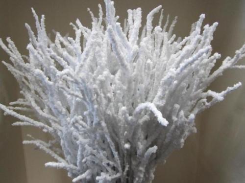 Betula kleurbehandeld H%