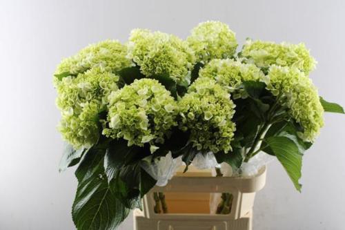 Hydrangea macrophylla 'Lima'