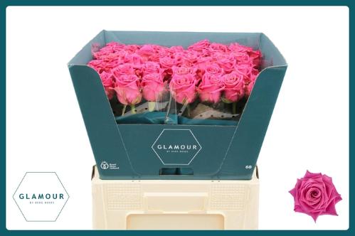 Rosa grootbloemig Tantau’s Charlotte