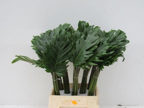 Philodendron 'Xanadu'