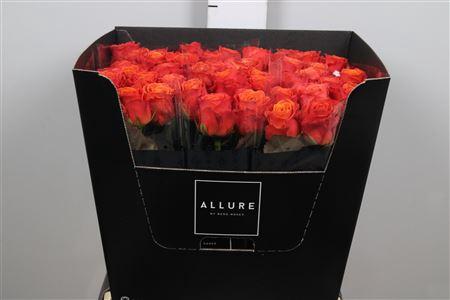 Rosa grootbloemig Clarence+