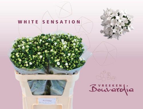 Bouvardia enkelbloemig White Sensation