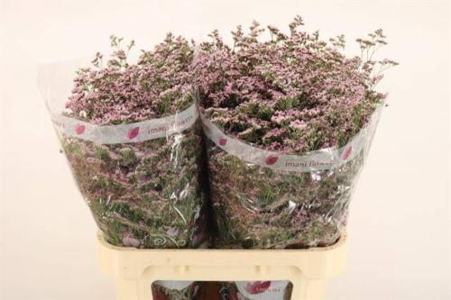 Limonium Safora Oshi Pink