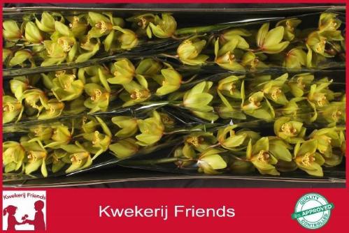 Cymbidium grootbloemig per tak Baltic Honney 'Bonny'