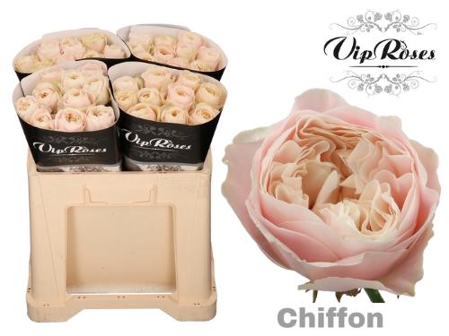 Rosa grootbloemig Chiffon