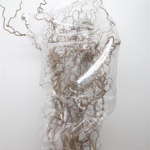 Corylus avellana 'Contorta'