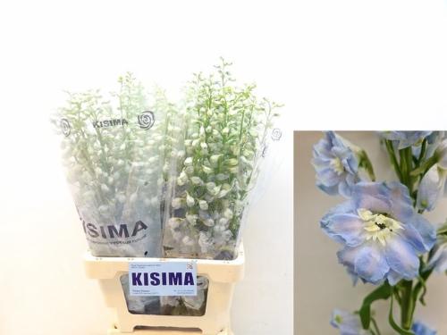 Delphinium (Elatum Grp) 'Magic Fountains Skyblue Whitebee'