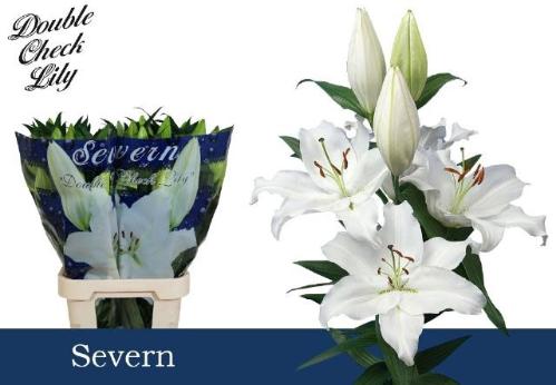 Lilium Oriental Grp 'Severn'