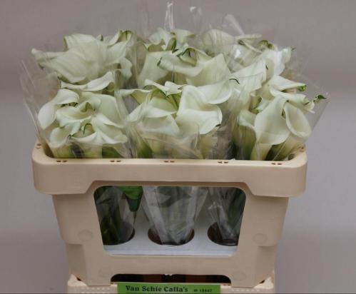 Zantedeschia 'Crystal Blush'