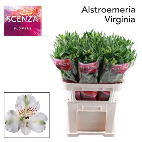Alstroemeria 'Virginia'