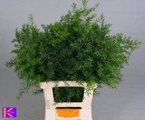 Asparagus densiflorus 'Cwebe'